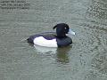 2005-0110tuftedduck